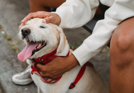 Cani resi dopo la pandemia, i numeri